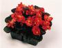 Seminte profesionale Begonia semperflorens - Ghetisoara - imagine 48966